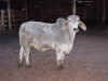 bull14.jpg (59140 bytes)