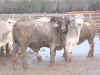 bull2.jpg (53461 bytes)