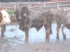 bull3.jpg (57146 bytes)