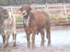 bull4.jpg (93628 bytes)