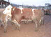 bull6.jpg (60933 bytes)